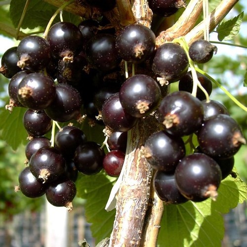 Black diamond schwarze - black,